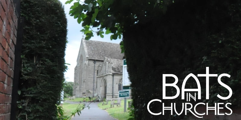 Bats in Churches – St Mary’s Pembridge